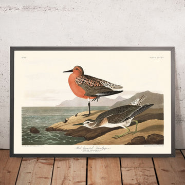 Red-breasted Sandpiper by John James Audubon, 1827