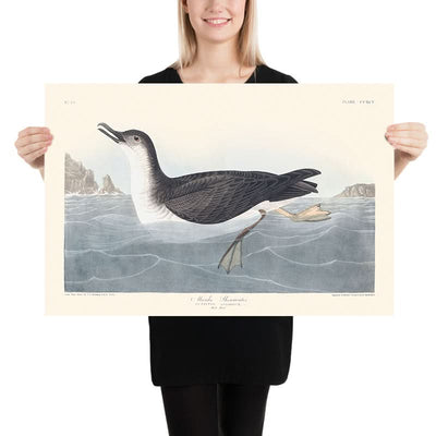 Manks Shearwater by John James Audubon, 1827