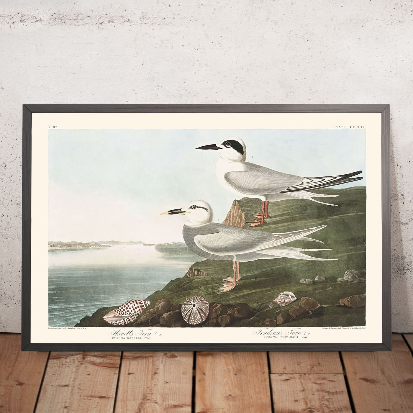 Havell's Tern and Trudeau's Tern by John James Audubon, 1827