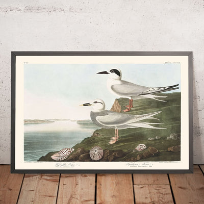 Havell's Tern and Trudeau's Tern by John James Audubon, 1827