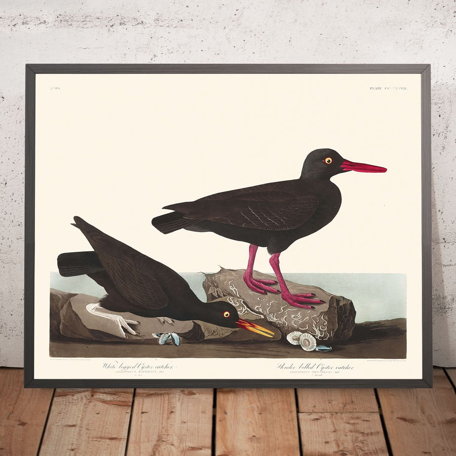 Becco di corallo bianco, o Becco sottile di corallo di John James Audubon, 1827 