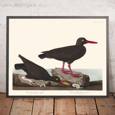 White-legged Oyster-catcher, or Slender-billed Oyster-catcher by John James Audubon, 1827