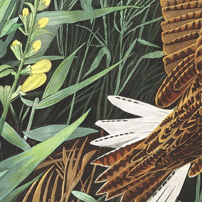 Meadow Lark by John James Audubon, 1827