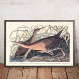 Gallinella d'acqua di acqua dolce di John James Audubon, 1827 