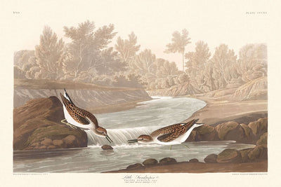 Little Sandpiper by John James Audubon, 1827