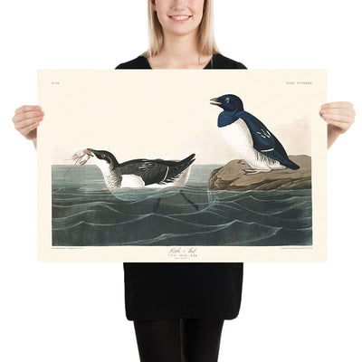 Little Auk by John James Audubon, 1827