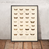Moths (Insecta Lepidoptera-Heterocera, Plate 038) by Frederick DuCane Godman, 1879