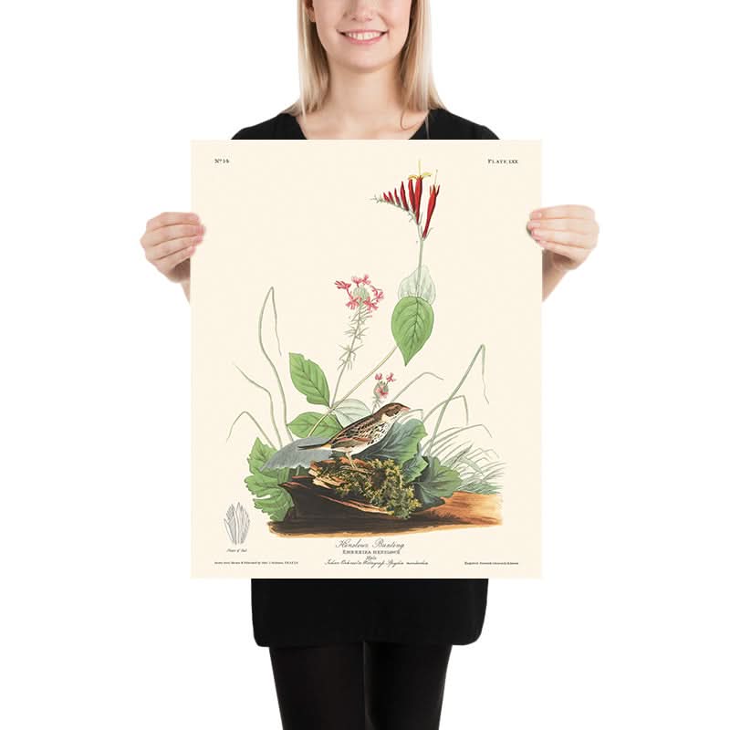 Il Bunting di Henslow di John James Audubon, 1827 