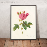 Agatha Rose (Rosa gallica var. regalis) by Pierre Joseph Redouté, 1817