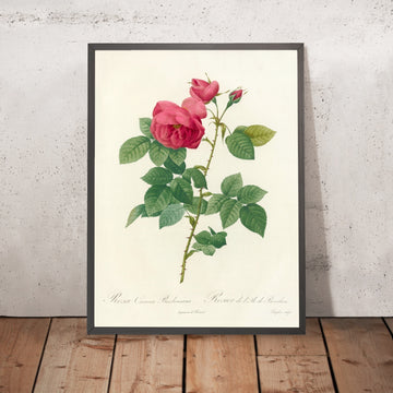 A framed image of Bourbon Rose (Rosa canina burboniana) by Pierre Joseph Redouté, 1817