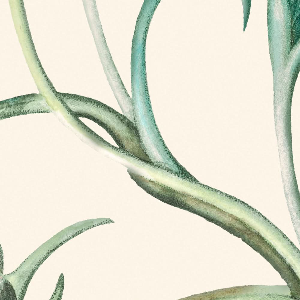 Narrow-Leaved Iceplant by Pierre-Joseph Redouté, 1802