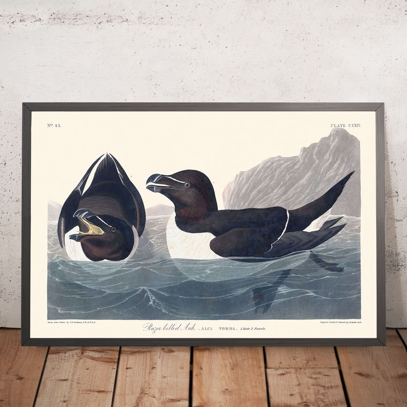 Razor Bill by John James Audubon, 1827
