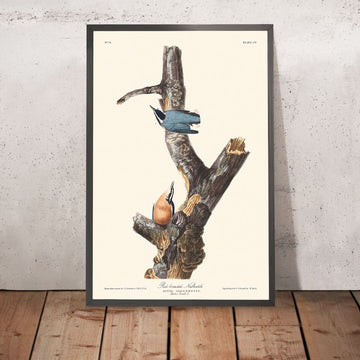 Sittelle à poitrine rousse par John James Audubon, 1827