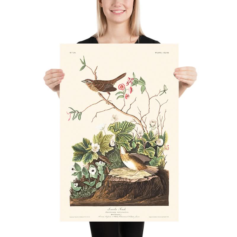 Lincoln Finch von John James Audubon, 1827 