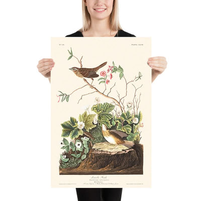 Lincoln Finch von John James Audubon, 1827 