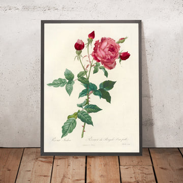 A framed image of Rosa indica by Pierre Joseph Redouté, 1817