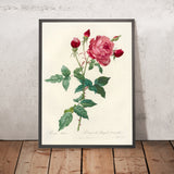 Rosa indica by Pierre Joseph Redouté, 1817