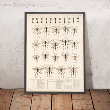 A framed image of 