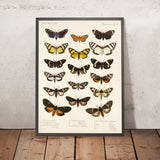 Moths (Lepidoptera: Heterocera, Plate 11) by Frederick DuCane Godman, 1879