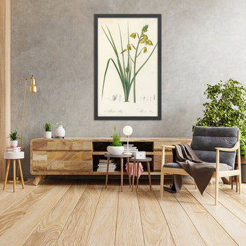 A framed image of Albuca major by Pierre Joseph Redouté, 1802