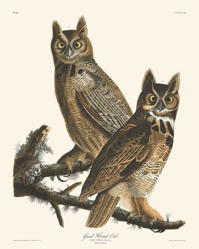 Great Horned Owl by John James Audubon, 1827