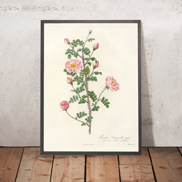 A framed image of Burnet Rose (Rosa pimpinellifolia rubra) by Pierre Joseph Redouté, 1817