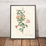 Burnet Rose (Rosa pimpinellifolia rubra) by Pierre Joseph Redouté, 1817