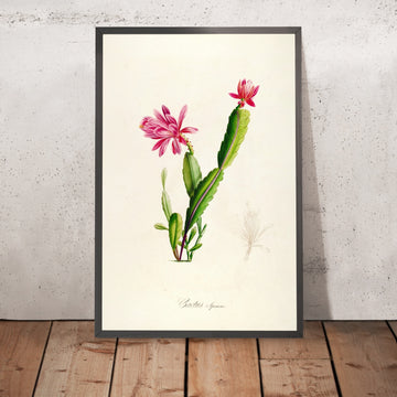 A framed image of Cactus speciosus (Plate 3) by Pierre Joseph Redouté, 1813