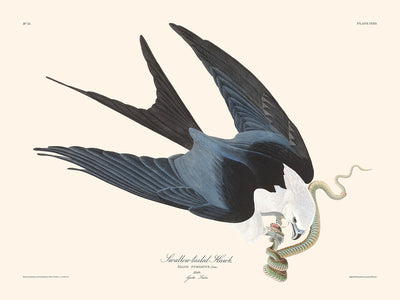 Faucon à queue d'hirondelle par John James Audubon, 1827 