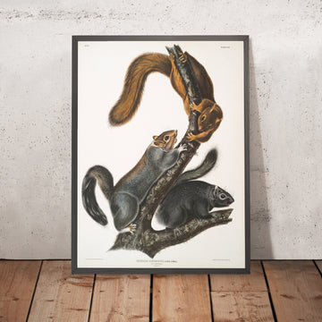 A framed image of 
