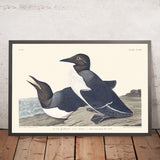 Guillemot sciocco di John James Audubon, 1827 