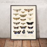 Moths (Lepidoptera: Heterocera, Plate 10) by Frederick DuCane Godman, 1879