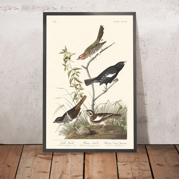 Lark Finch, Prairie Finch, Brown Song Sparrow von John James Audubon, 1827 