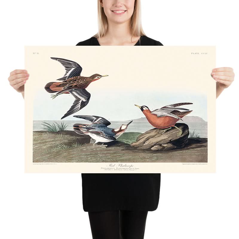 Roter Phalarope von John James Audubon, 1827 