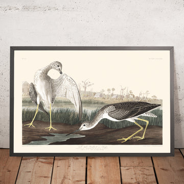 Gerahmte Abbildung von Tell-tale Godwit or Snipe Tafel 308 von John James Audubon, 1827