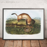 Black-footed Ferret (Putorius nigripes) by John Woodhouse Audubon, 1845