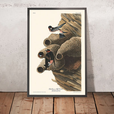 Republican, or Cliff Swallow by John James Audubon, 1827