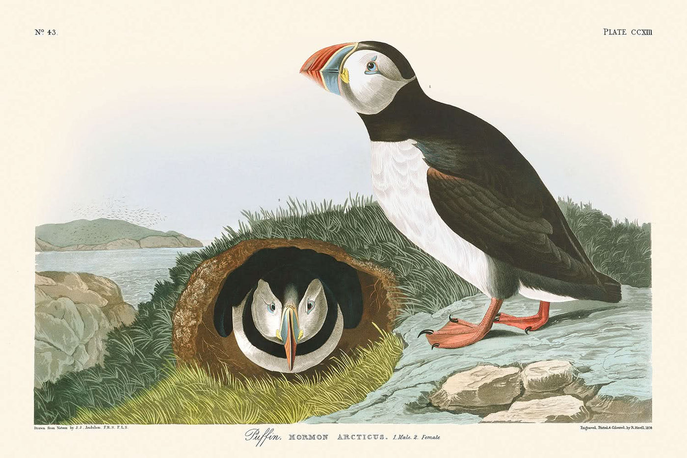 Papageitaucher von John James Audubon, 1827 