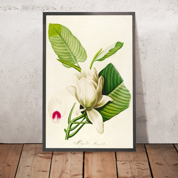 A framed image of Magnolia (Magnolia macrophylia, Plate 33) by Pierre Joseph Redouté, 1813