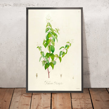 A framed image of Rhoexia pendulifolia (Plate 26) by Pierre Joseph Redouté, 1813