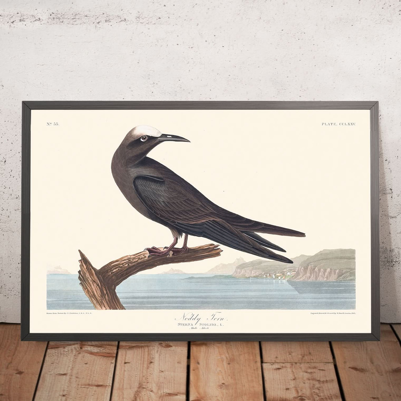 Noddy Tern by John James Audubon, 1827