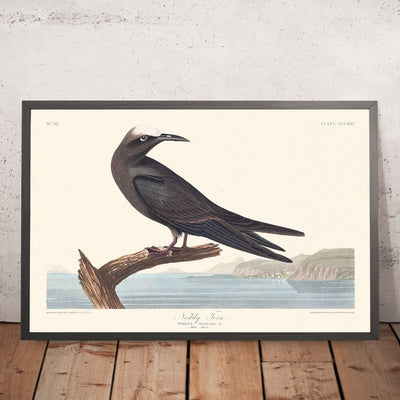 Noddy Tern by John James Audubon, 1827