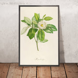 Southern Magnolia (Magnolia grandiflora, Plate 42) by Pierre Joseph Redouté, 1813
