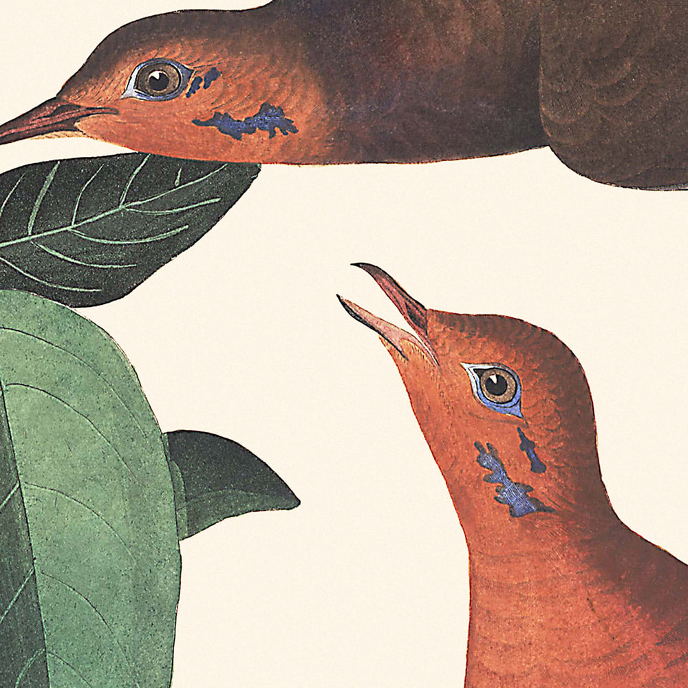 Colombe Zenaida par John James Audubon 1827 