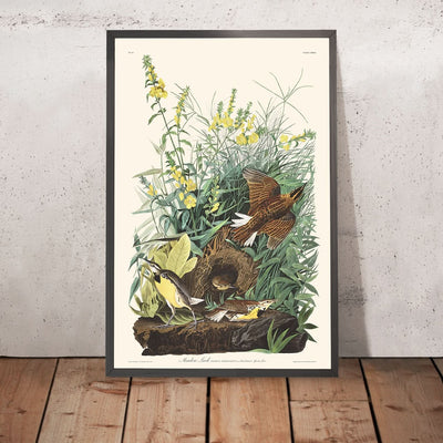 Meadow Lark by John James Audubon, 1827