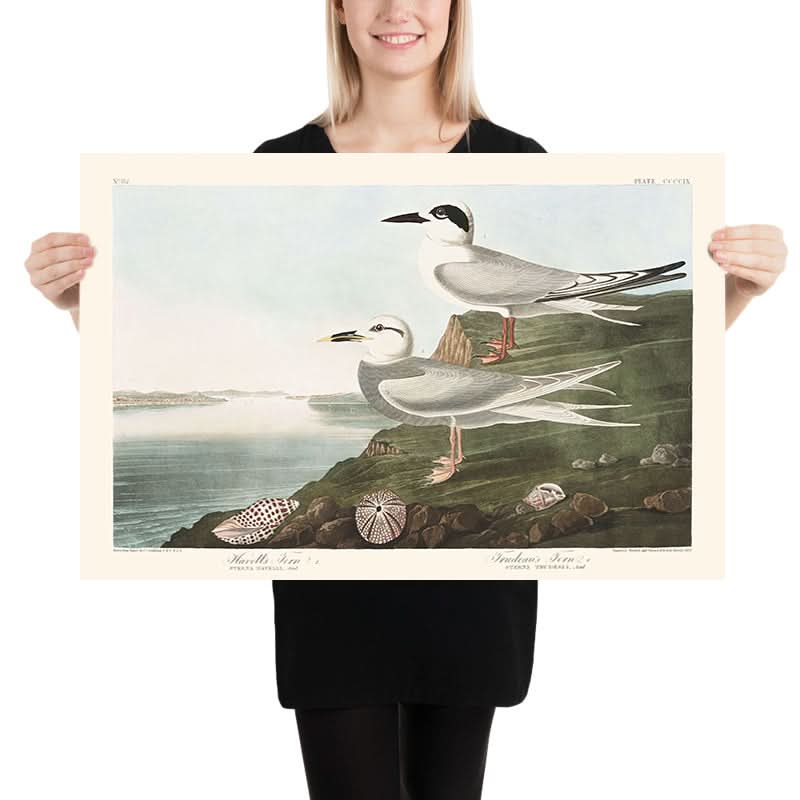 Havell's Tern and Trudeau's Tern by John James Audubon, 1827