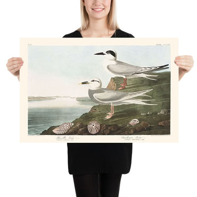 Havell's Tern and Trudeau's Tern by John James Audubon, 1827