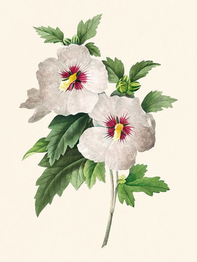 Hibiscus by Pierre-Joseph Redouté, 1827