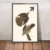 Stanley Hawk por John James Audubon, 1827 