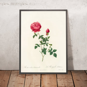 A framed image of Rosa Indica Automnalis by Pierre Joseph Redouté, 1817